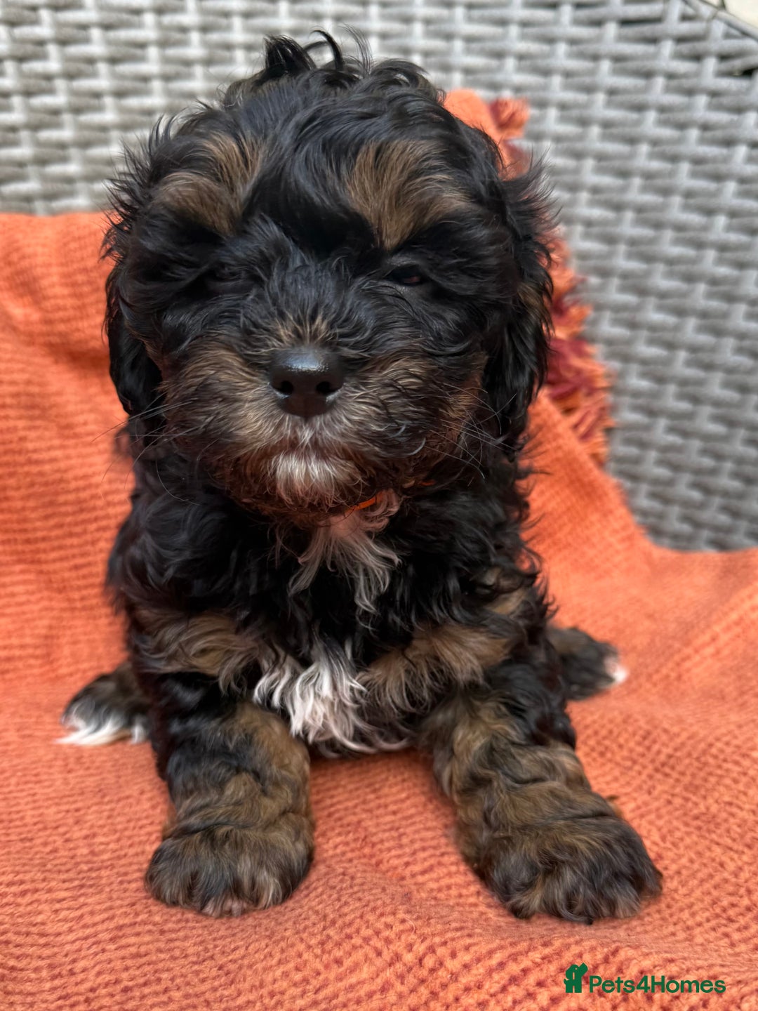 Shihpoo dogs for sale: Fluffy ShihPoo puppies - Image 9