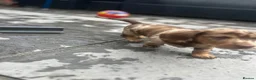 Miniature Dachshund dogs for sale: Long haired miniature dachshund  - Advert 6