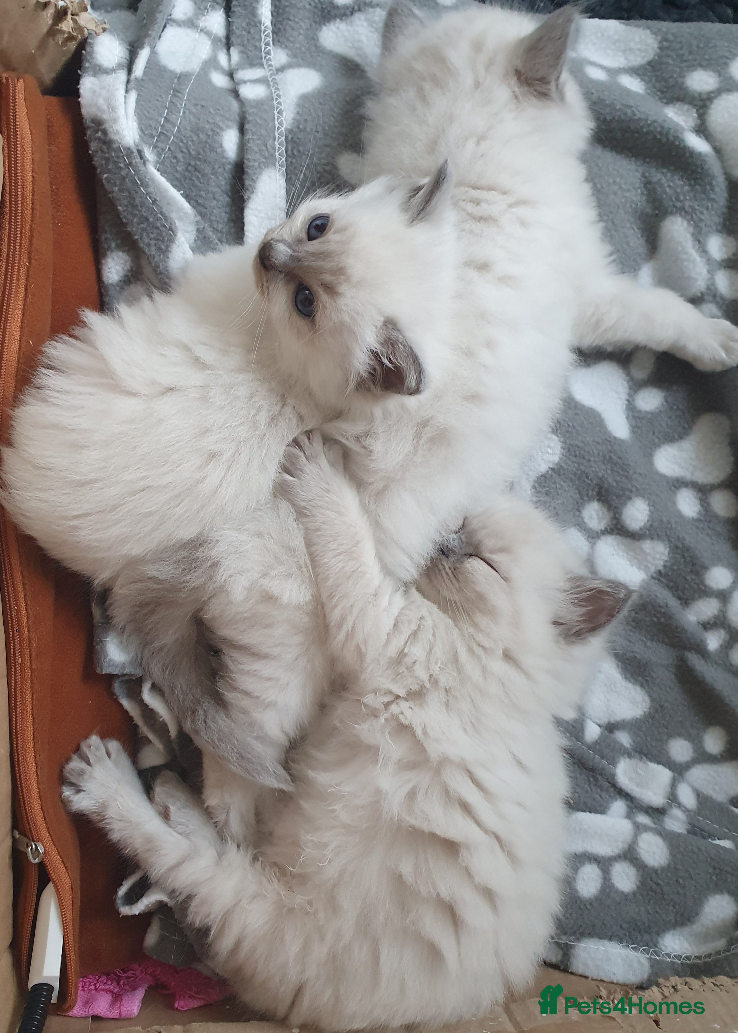 Ragdoll cats PEDIGREE RAGDOLL KITTENS FROM GCCF REGISTERED - Advert 17