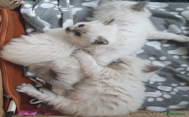Ragdoll cats - Advert 10