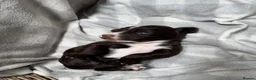Sprocker dogs for sale: Sprocker puppies  in Dalry - Advert 8