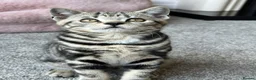 British Shorthair cats for sale: Pedigree British Shorthair Silver Tabby kittens - Advert 6