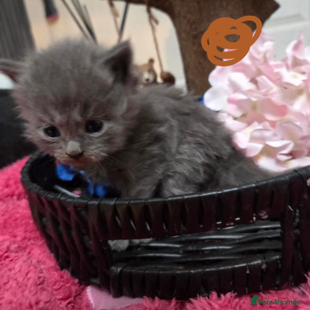 Maine Coon cats for sale: Champion russian Maine coon kittens - Advert 21