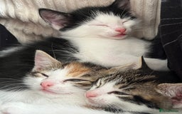 Domestic Shorthair cats for sale: 3 kittens for sale. 2 boys one girl - Image 2