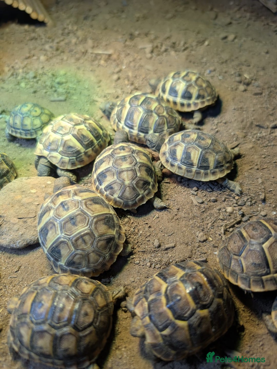 Tortoise reptiles for sale: Spur Thigh Tortoise  - Advert 1