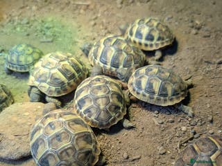 Tortoise reptiles Spur Thigh Tortoise - Advert 11