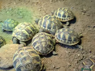 Tortoise reptiles Spur Thigh Tortoise - Advert 2