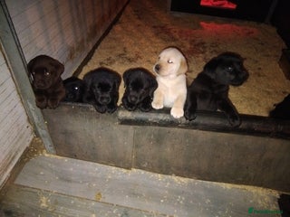 Labrador Retriever dogs Fully health tested show bred puppies - Advert 1