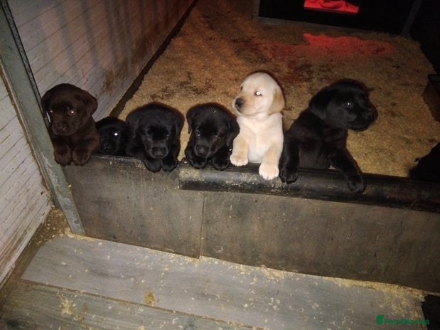 Labrador Retriever dogs Fully health tested show bred puppies - Advert 1