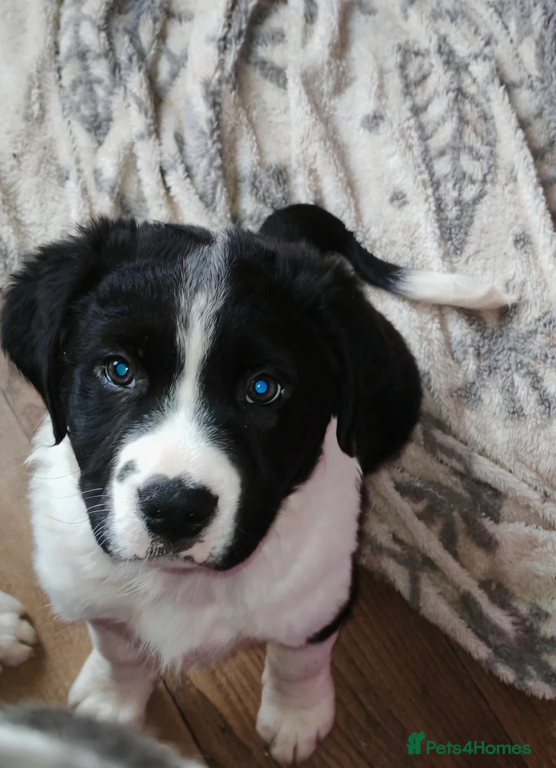 Mixed Breed dogs for sale:  REDUCED!! 2 OLD TYME BORDER COLLIE PUPPIES!  - Advert 5