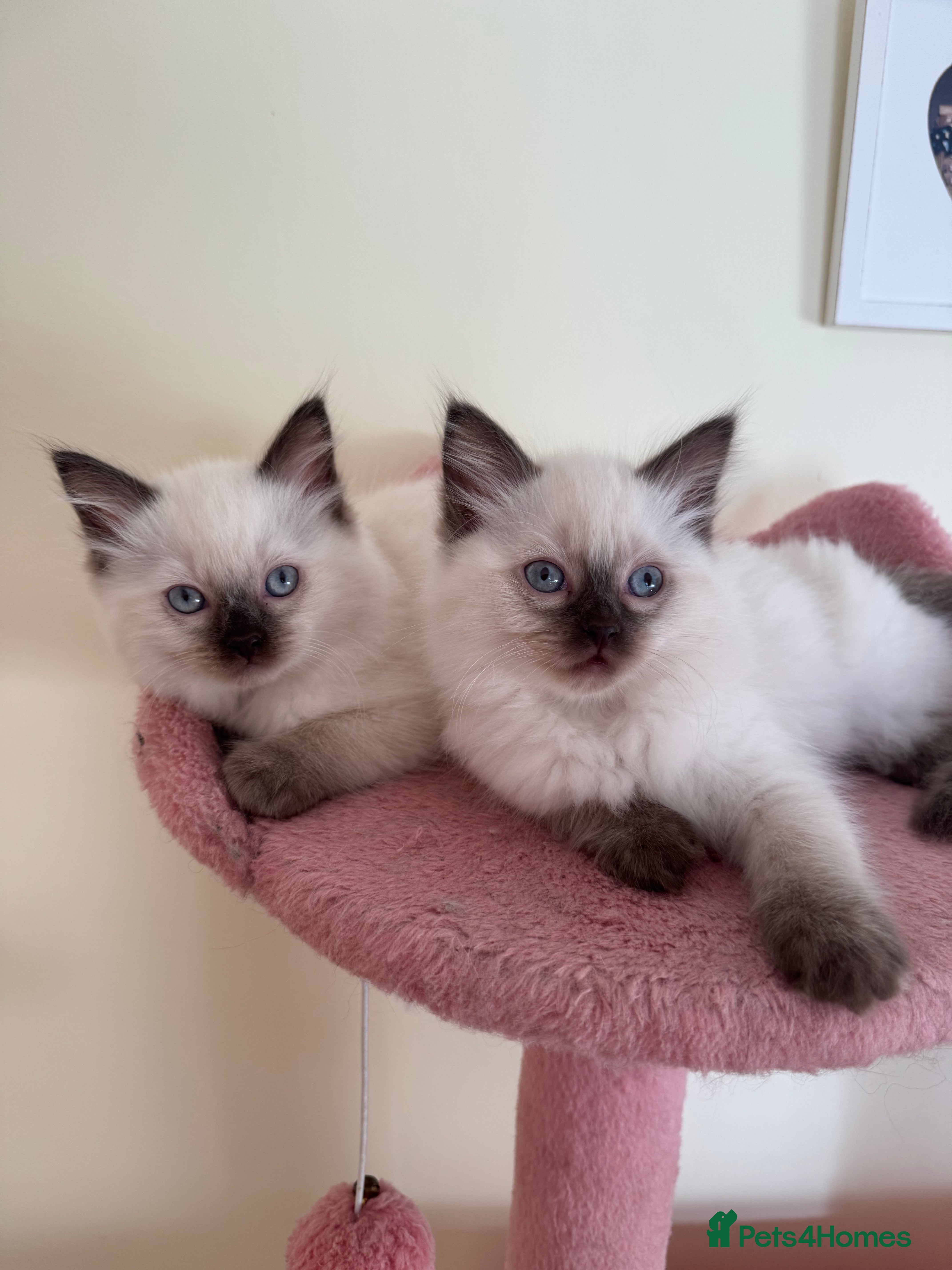 Ragdoll cats 🤎☁️ *last remaining female* blue point Ragdoll - Advert 3