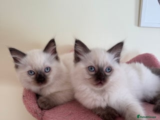 Ragdoll cats 🤎☁️ beautiful, blue point Ragdoll kittens - Advert 18