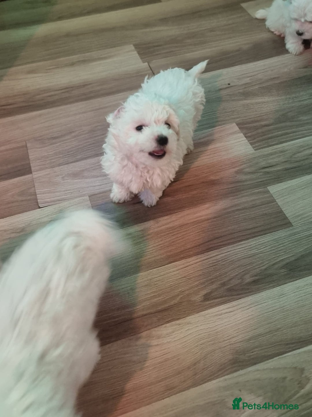 Bichon Frise dogs for sale: BISHONI FRISE 💙 💙 💙 Lovely Companions 💙 💙 💙  - Advert 2