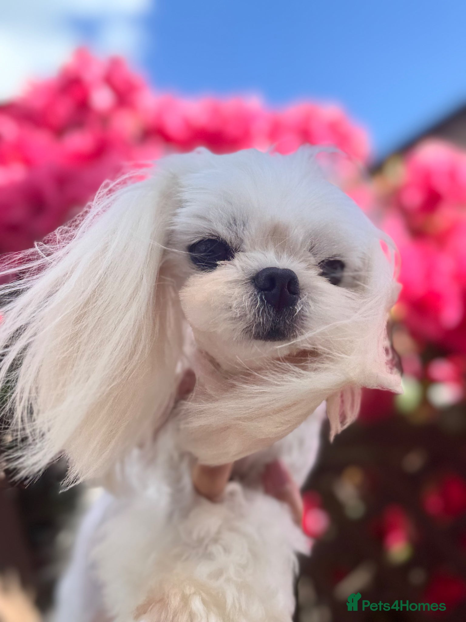 Maltese dogs 💙adorable full Korean maltese boy KC Reg💙 - Advert 3