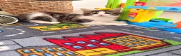 Mixed Breed cats for sale: Beautiful Girl kitten for sale  in Crewe - Advert 11