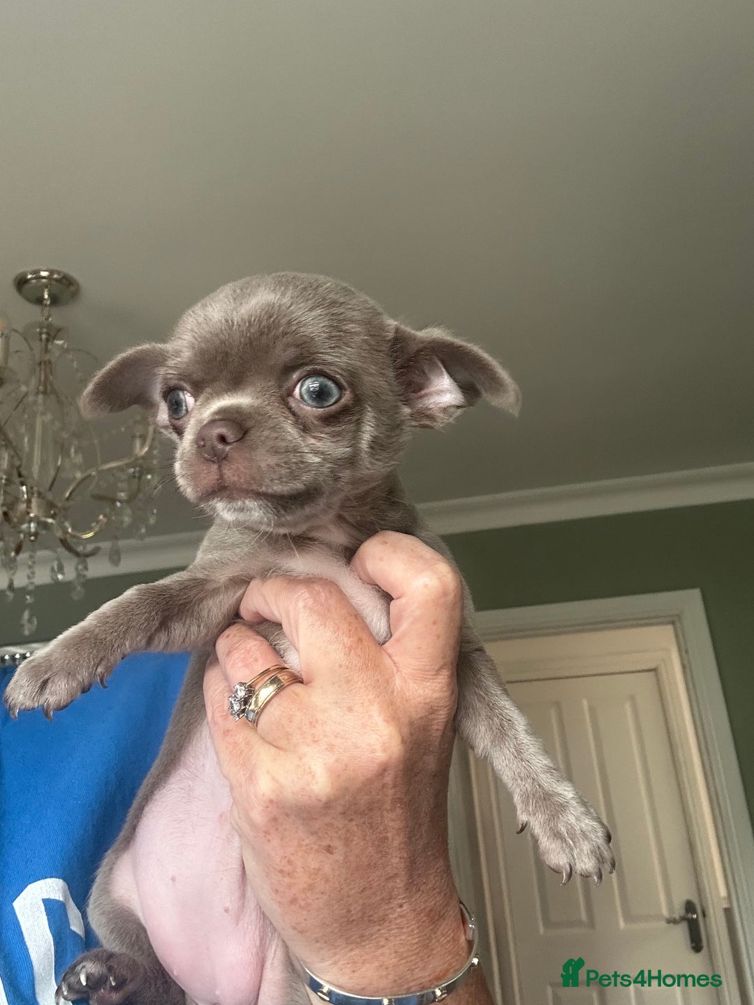 Chihuahua dogs for sale: Lilac chihuahua girls - Image 2