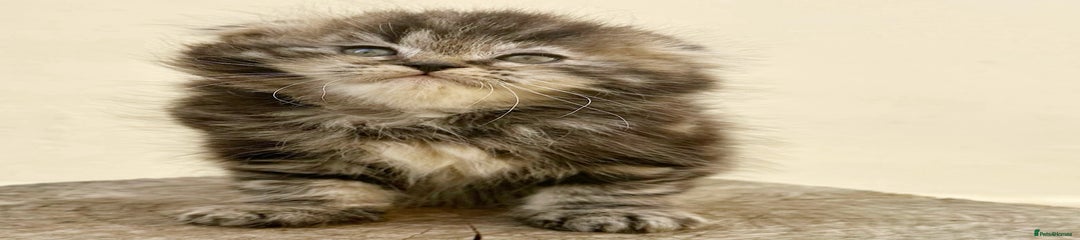Scottish Fold Kitten 2