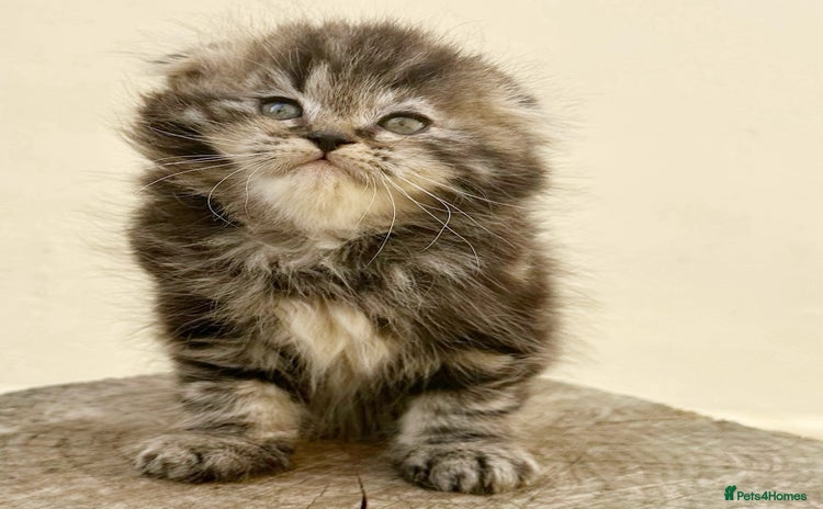 Scottish Fold cats - Advert 6