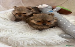 Pomeranian dogs for sale: Beautiful KC teeny quality Pomeranian puppies. - Image 7