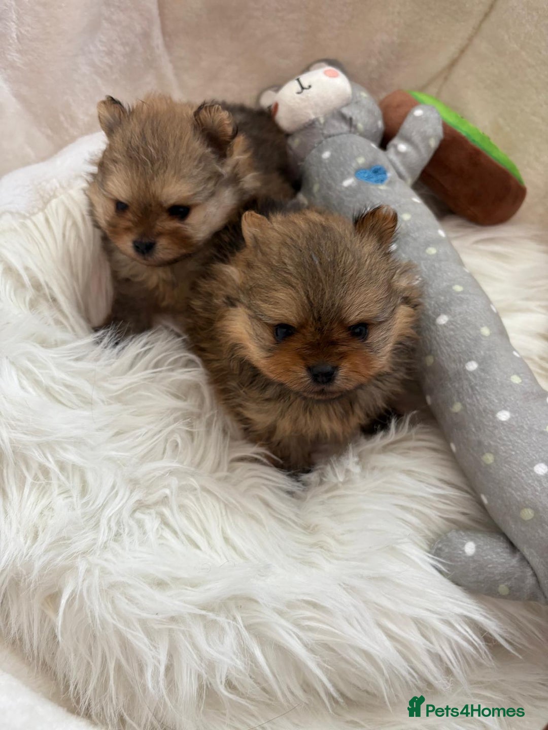 Pomeranian dogs for sale: Beautiful KC teeny quality Pomeranian puppies. - Image 7