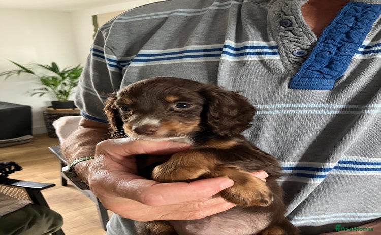 Cocker Spaniel dogs - Advert 15