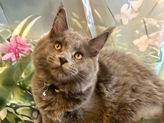 Maine Coon cats ❤️ Ready to go . GCCF Mainecoon kittens available - Advert 14