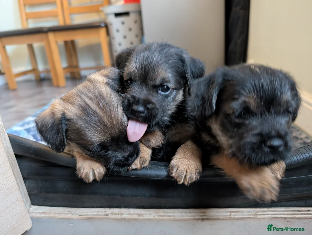 Border Terrier dogs for sale: Beautiful Border Terrier Puppies - Advert 22