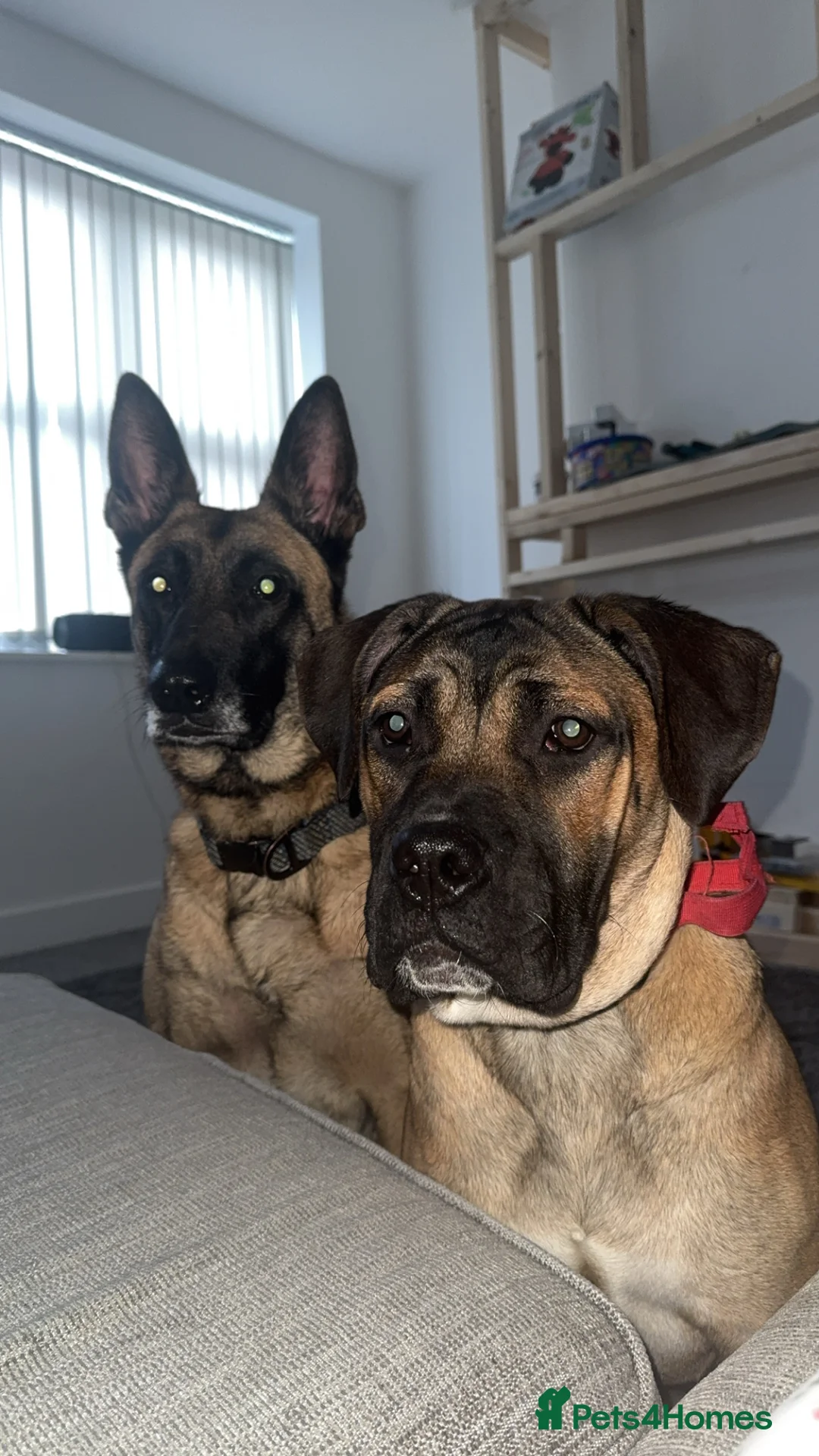 Mixed Breed dogs for sale: Cane corso x staffy - Advert 2