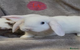 Mini Lop rabbits for sale: 8 beautiful friendly baby mini lops  - Image 15