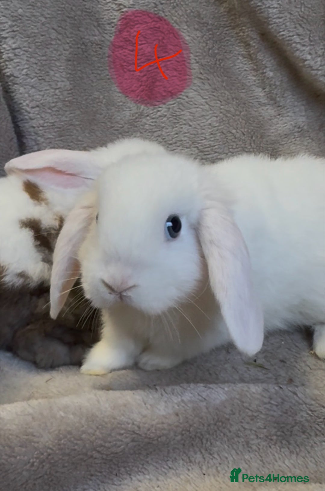 Mini Lop rabbits for sale: 8 beautiful friendly baby mini lops  - Image 15