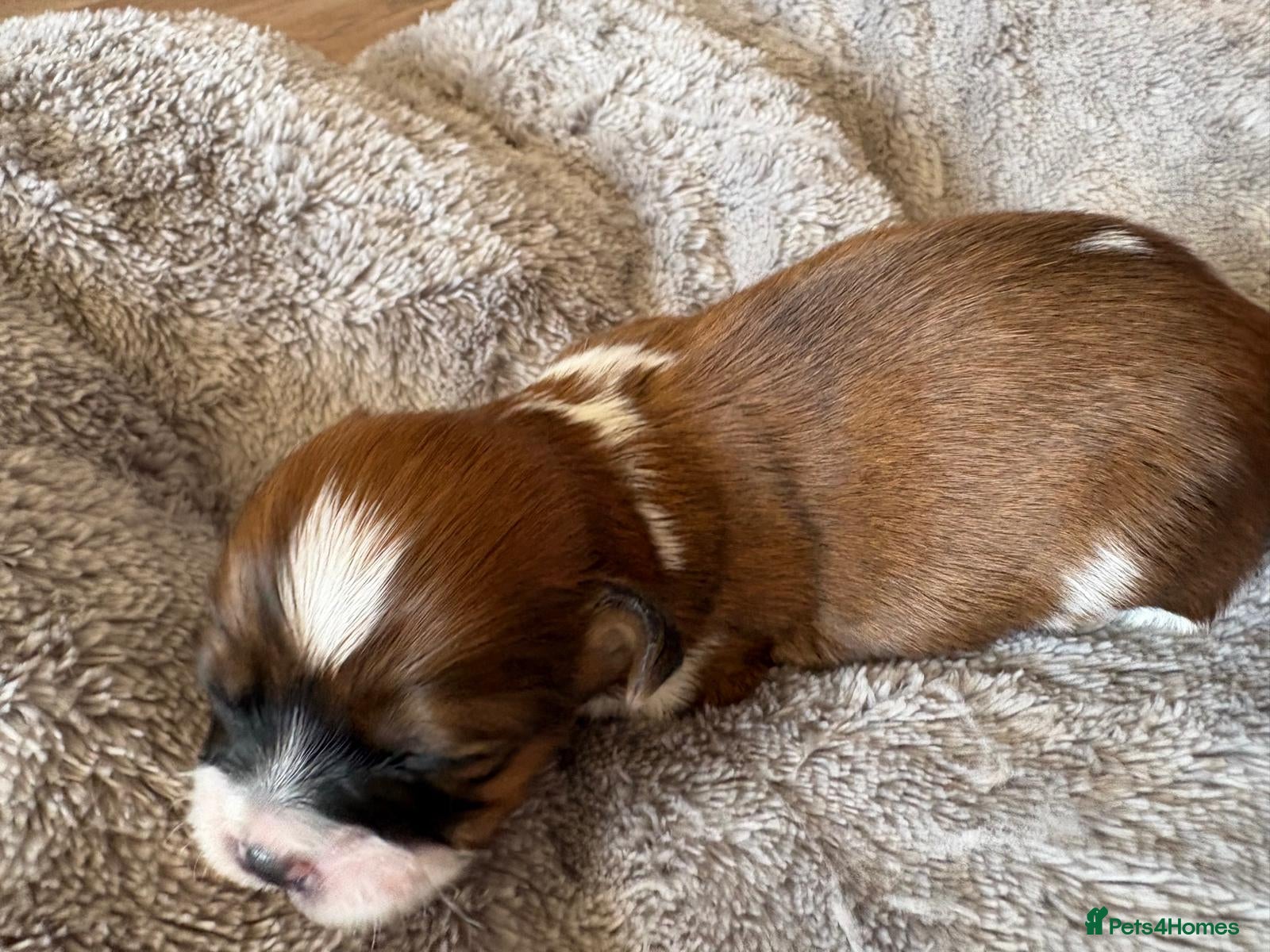 Shih Tzu dogs for sale: Shih Tzu Puppies From Small Imperial-Type Mum - Advert 19