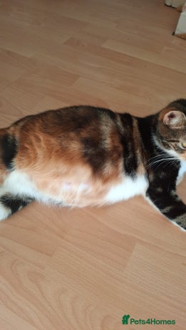 Mixed Breed cats - Advert 15