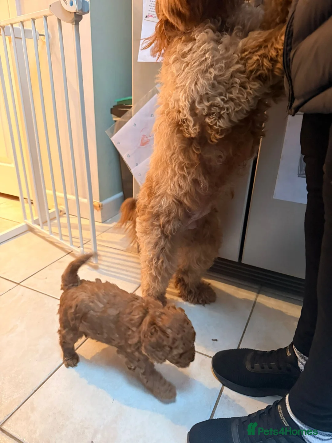 Cockapoo dogs for sale: red female cockapoo - Advert 9