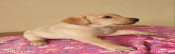 Labrador Retriever dogs for sale: Exceptional Home Raised Labrador Puppies in Nottingham - Advert 16
