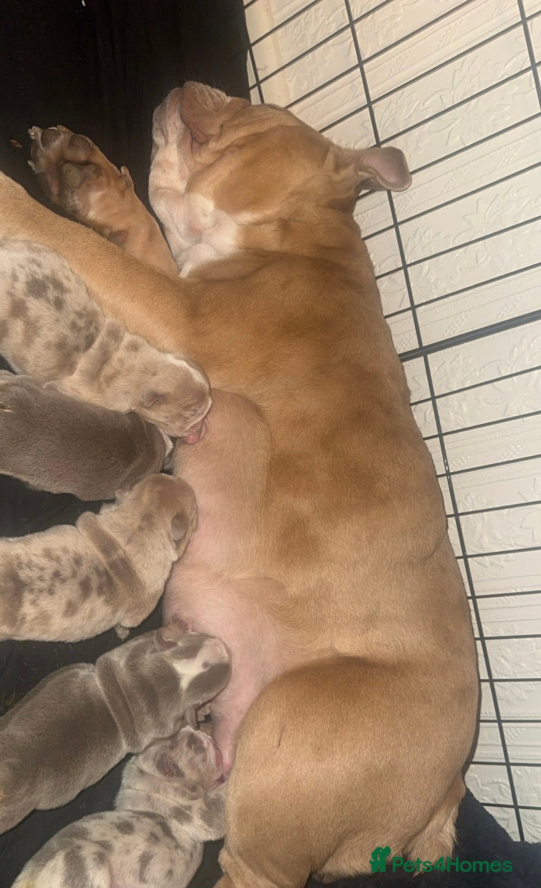 English Bulldog dogs for sale: English Bulldog Puppies - Image 14