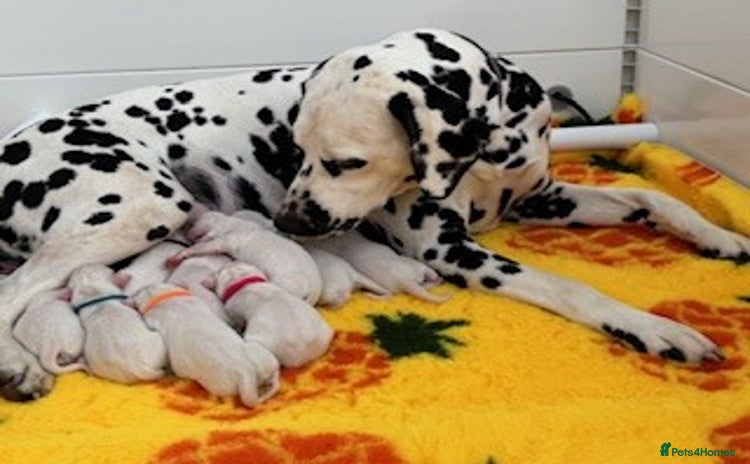Dalmatian dogs - Advert 1