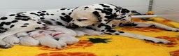 Dalmatian dogs for sale: Tamilanda Dalmatian's  - Advert 3