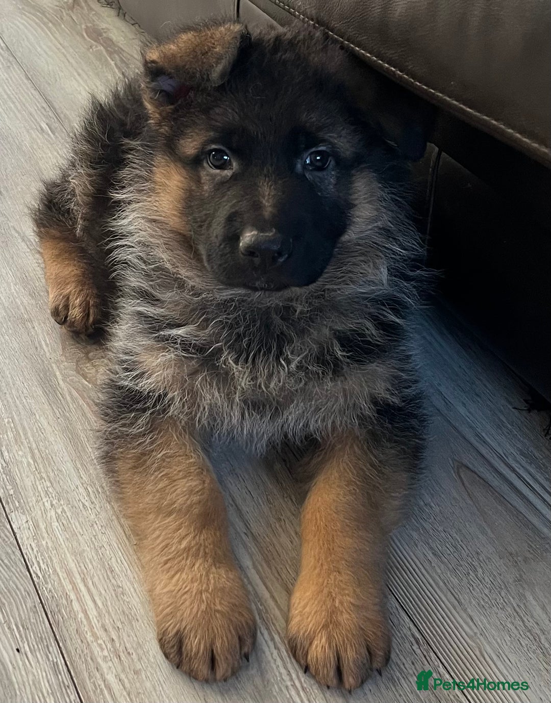 German Shepherd dogs for sale: Outstanding long haired Gsd pups  for sale  - Advert 16
