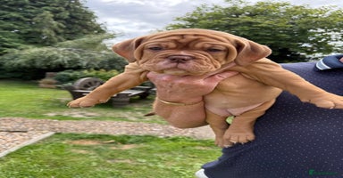 Old Tyme Bulldog dogs - Advert 1