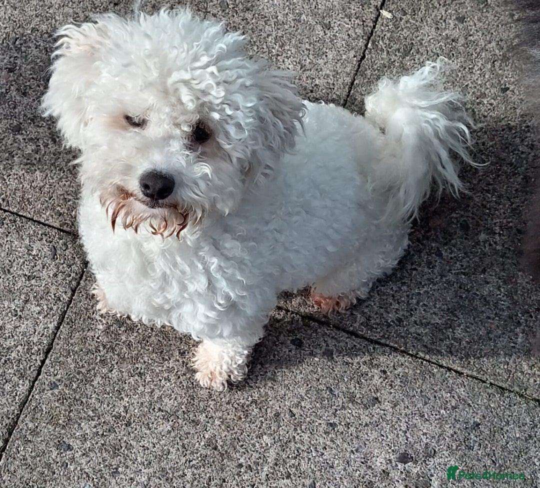 Poochon dogs for sale: Poochon looking for a loving home  - Image 2