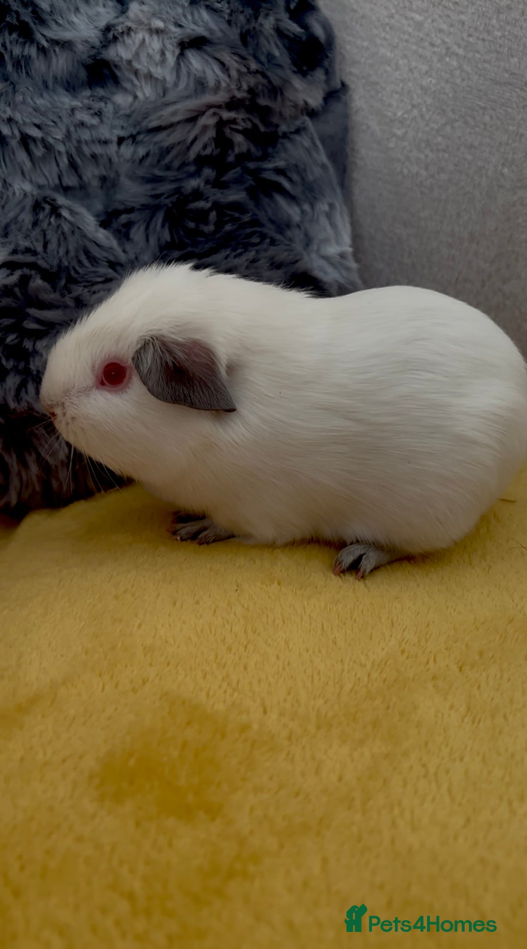 Guinea Pig rodents for sale: Young bonded male guinea pigs 🩶🤍 - Advert 4