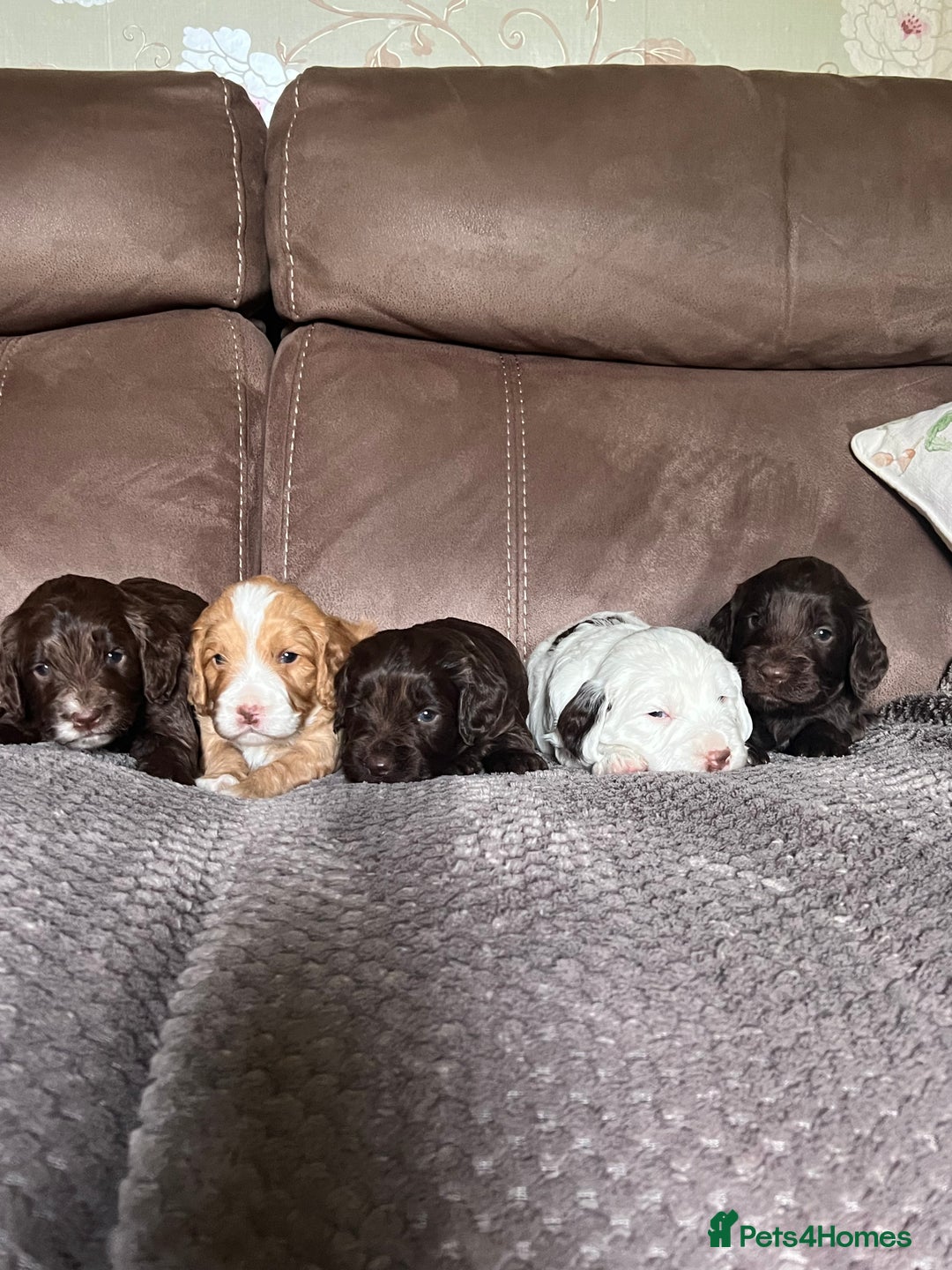 Cockapoo dogs for sale: F1 Cockapoos 5⭐️ Licensed Breeder Fully DNA Tested - Advert 16