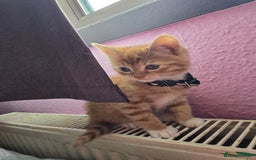 Mixed Breed cats for sale: Stunning, active kittens - Image 6