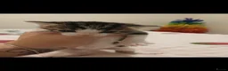 Mixed Breed cats for sale: Litter of 4 kittens in Colchester - Advert 8