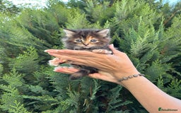 Scottish Fold cats for sale: Adorable Scottish Fold Mix Kittens - Image 2