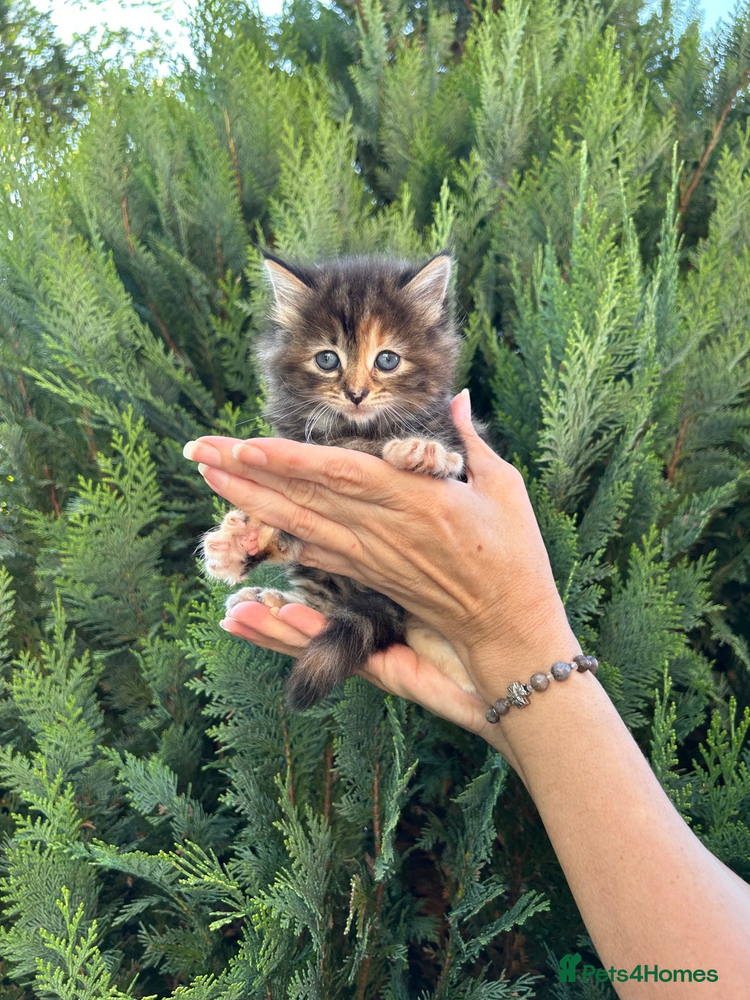 Scottish Fold cats for sale: Adorable Scottish Fold Mix Kittens - Image 2