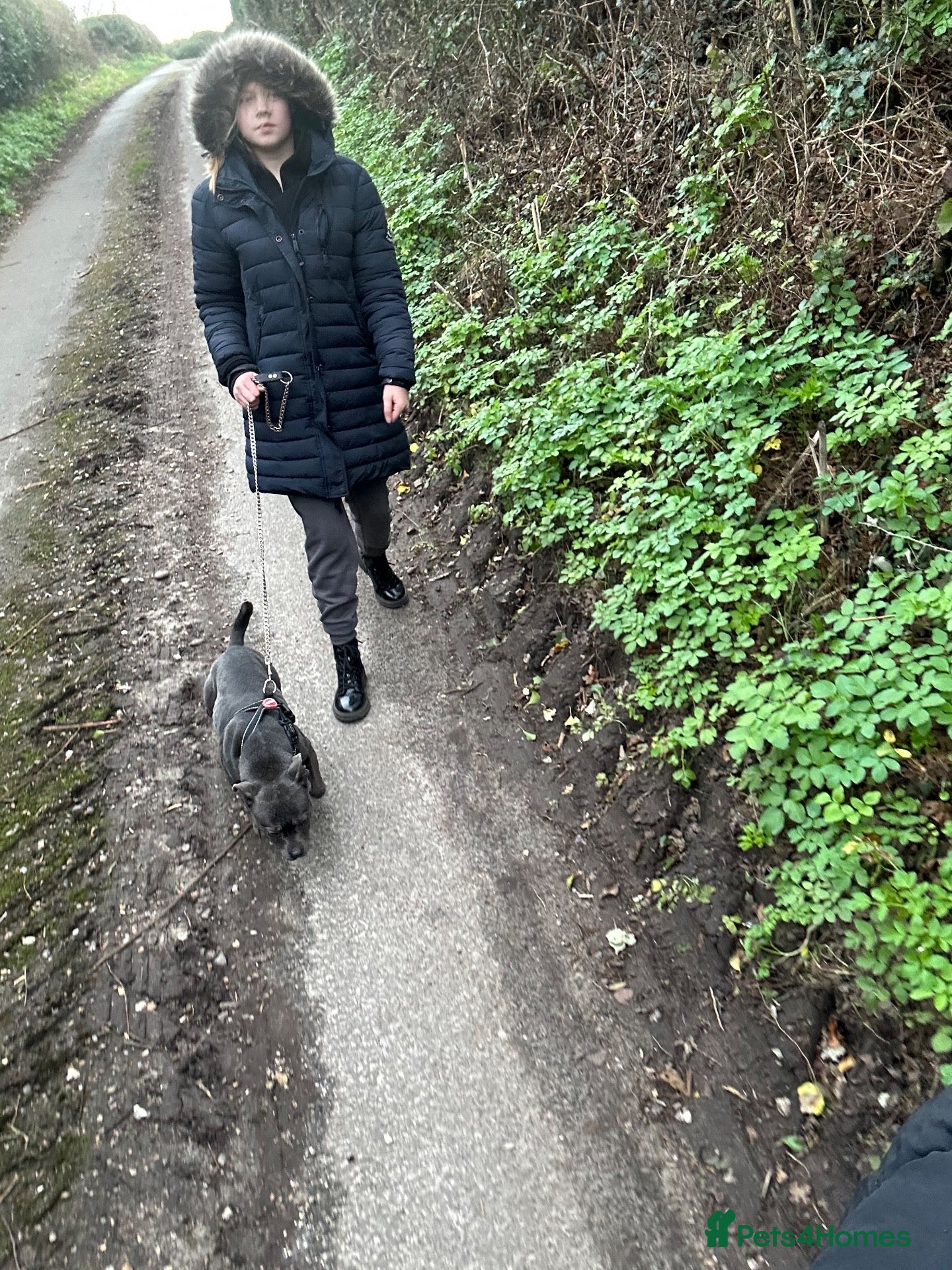 Staffordshire Bull Terrier dogs Gorgeous Blue Staffys **READY TO LEAVE** - Advert 2