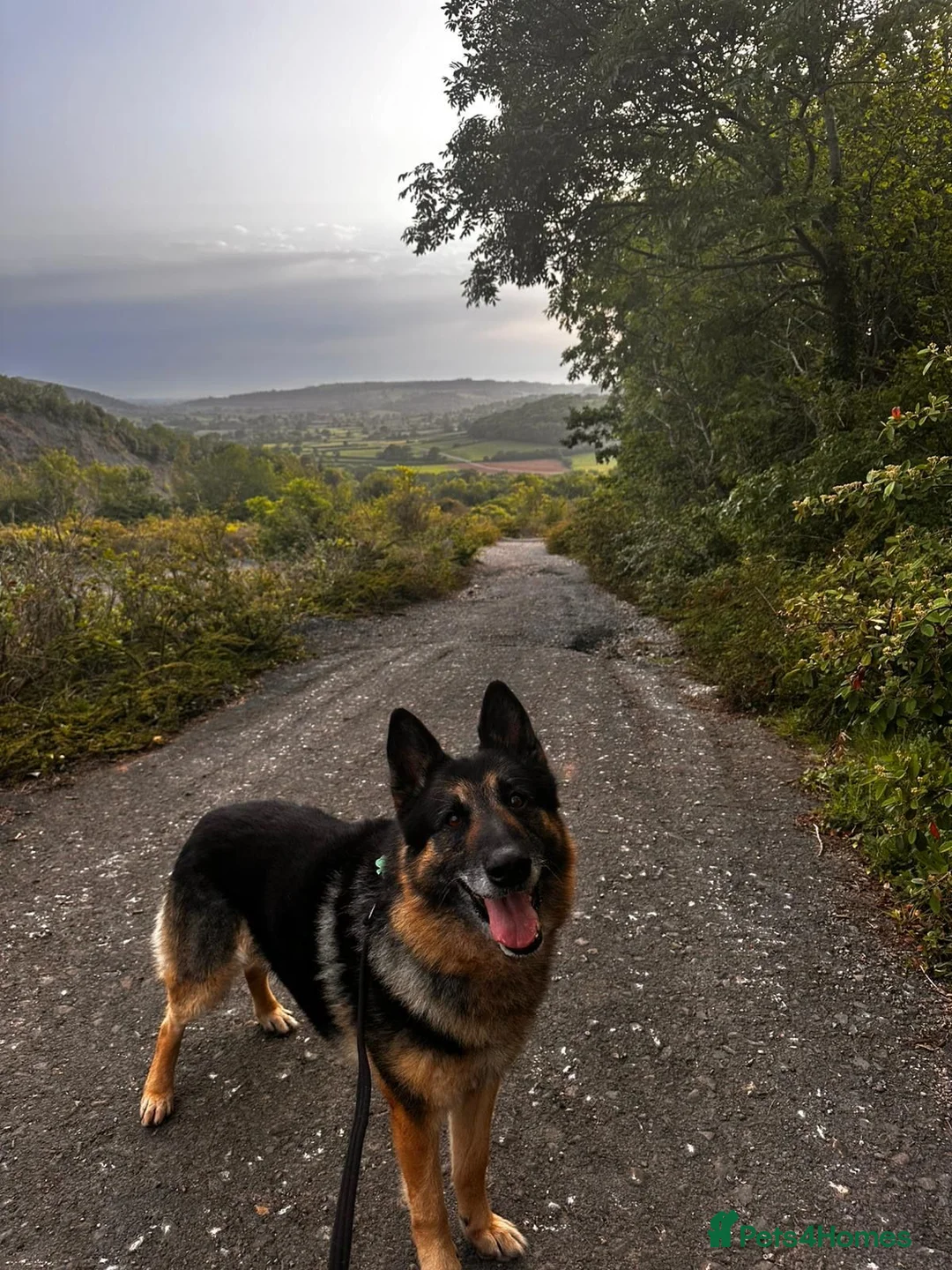 German Shepherd dogs for adoption: Kaiser - German Shepherd in Weston-super-Mare - Advert 2
