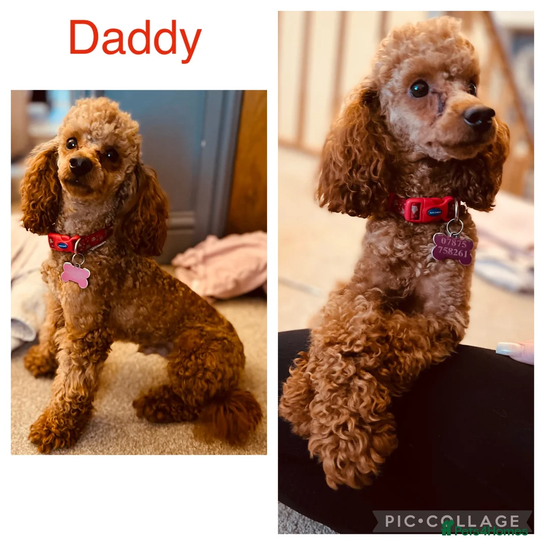 Maltipoo dogs for sale: DNA clear tiny toy F1b maltipoo puppy - Advert 3