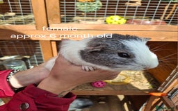 Guinea Pig rodents for sale: Guinea pigs for sale - Image 4